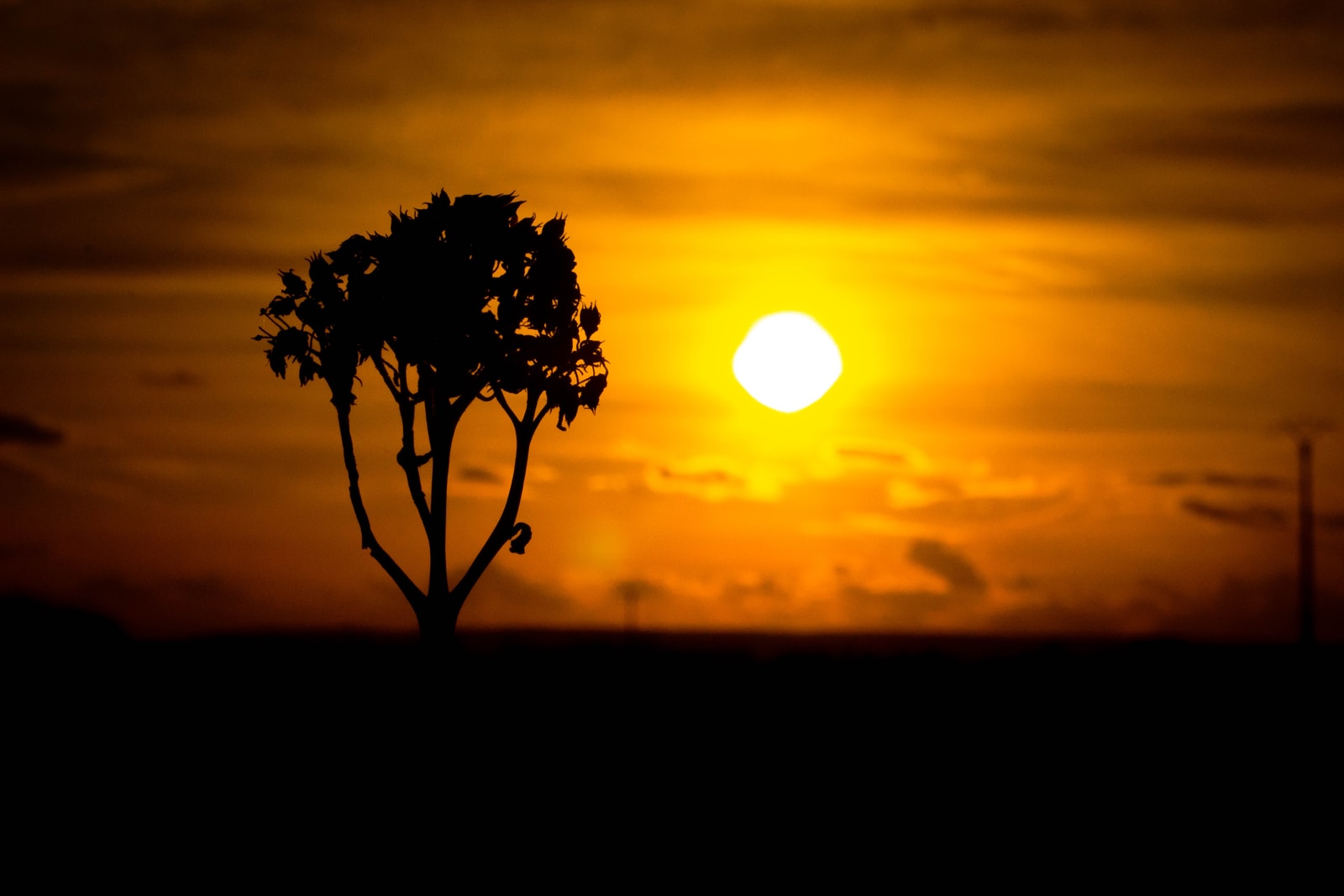 green tree during sunset on a sunny day